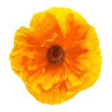California Poppy