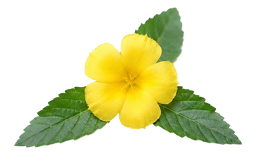 Damiana