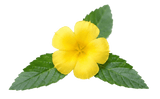 Damiana