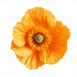 California Poppy