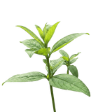 Koseret