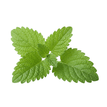 Lemon Balm