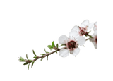 Manuka Leaf