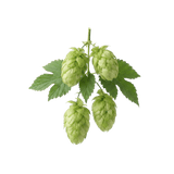 Mosaic Hops