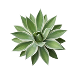 Agave Nectar