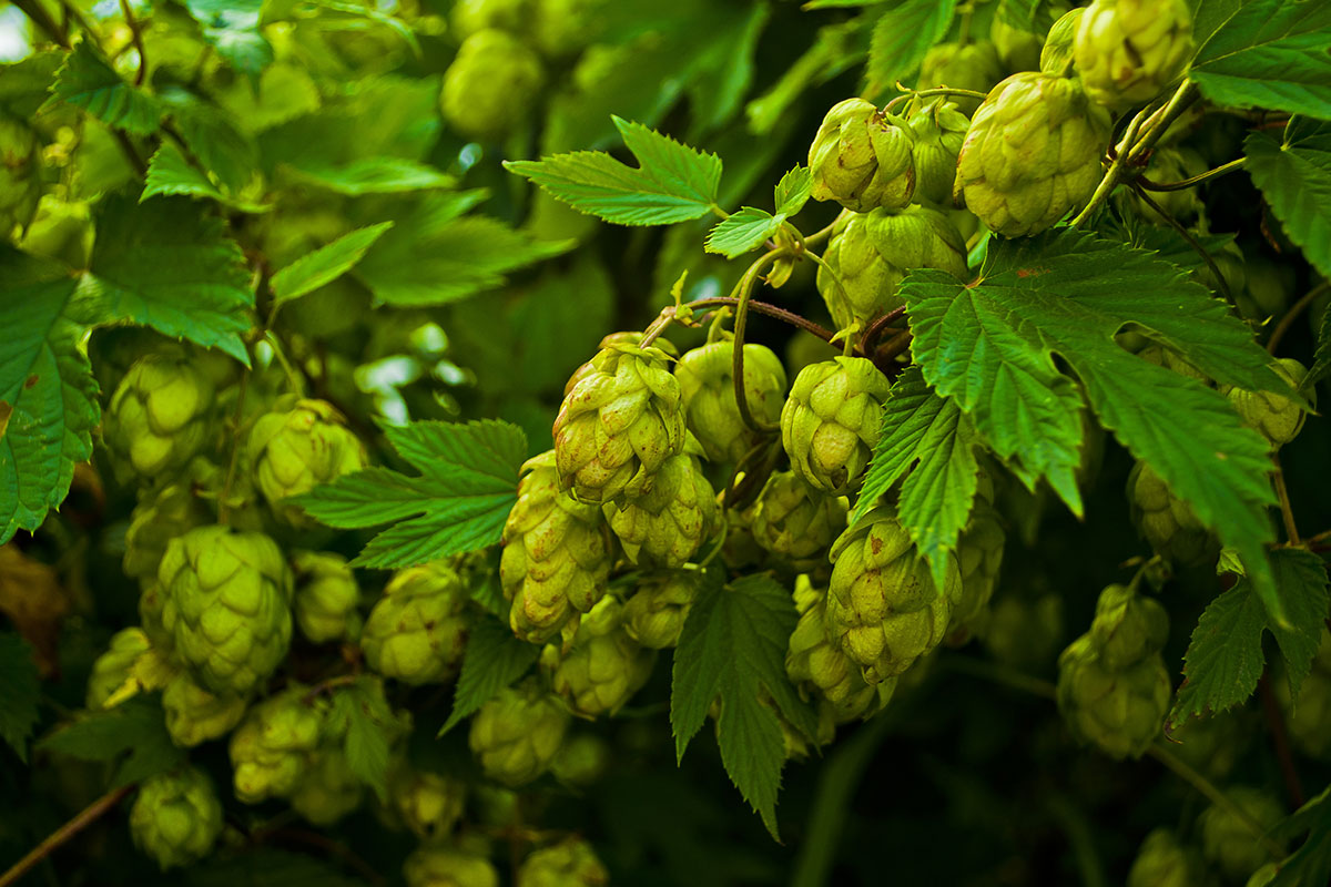 On myrcene: Our first scientific paper