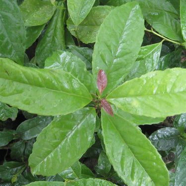 Guayusa