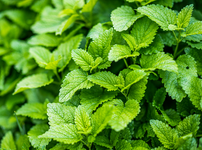 Lemon balm: The uses and benefits