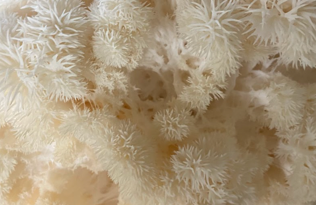 Lion's Mane mushroom benefits
