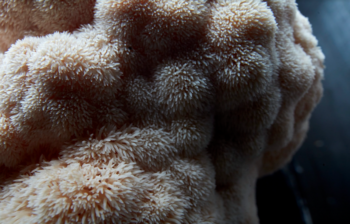 How to grow lion's mane mushrooms