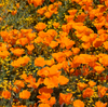 What The Wizard of Oz can tell you about California Poppy