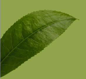 L-theanine: The secret nootropic in your green tea