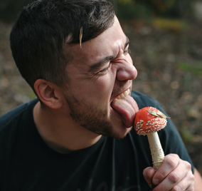 Gift Guide: Mushroom lovers