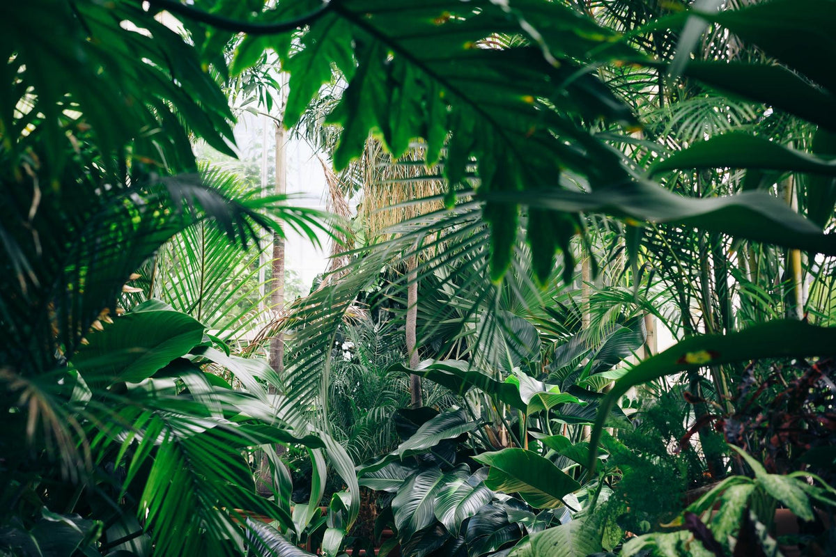 Three plants to chill you out during self-isolation.