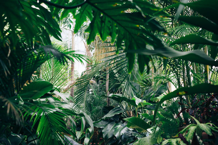 Three plants to chill you out during self-isolation.