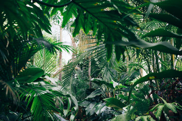 Three plants to chill you out during self-isolation.