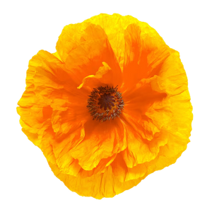 California Poppy