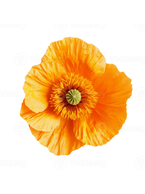Poppy flower cutout