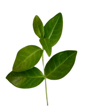 Leaf sprig cutout, upright