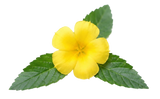 Damiana