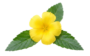 Damiana