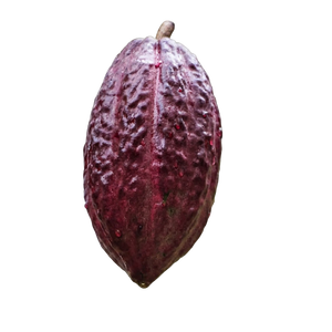 Cacao