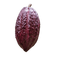 ing cacao