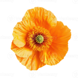 California Poppy