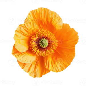California Poppy