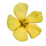 Damiana
