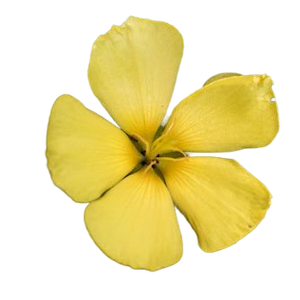 Damiana