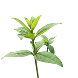 Koseret
