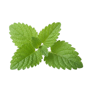 Lemon Balm