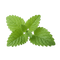 ing lemon balm