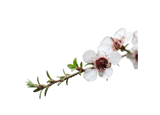 Manuka Leaf