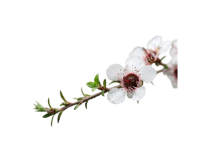Manuka Leaf