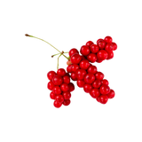Schisandra