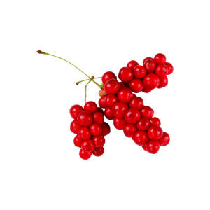 Schisandra