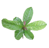 Guayusa