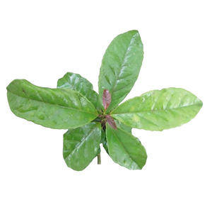 Guayusa