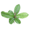 Guayusa