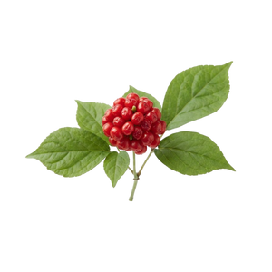 Panax Ginseng