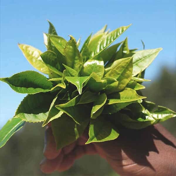 Rare Tea Co.