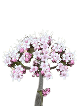 Valerian