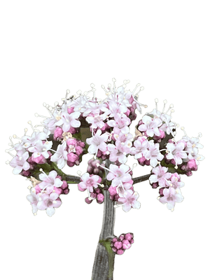 Valerian